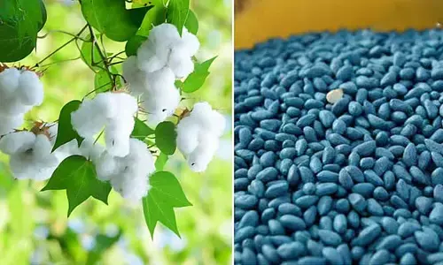 రైతులకు వల వేస్తున్న నకిలీ విత్తన మాఫియా.. మార్కెట్లోకి ప్రమాదకర బీటీ-3..?