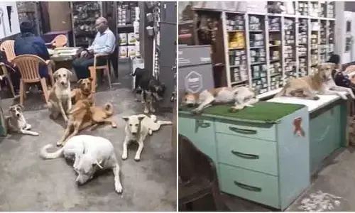 VIRAL: దుకాణదారుడి ఔదార్యం: ఏకంగా షాపులో వీధి కుక్కలకు ఆశ్రయం