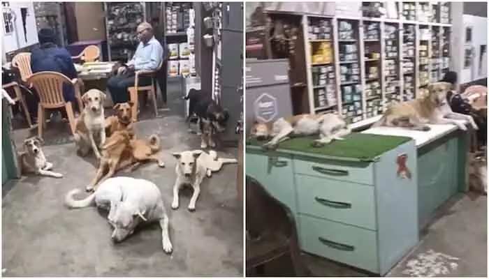VIRAL: దుకాణదారుడి ఔదార్యం: ఏకంగా షాపులో వీధి కుక్కలకు ఆశ్రయం VIRAL: దుకాణదారుడి ఔదార్యం: ఏకంగా షాపులో వీధి కుక్కలకు ఆశ్రయం