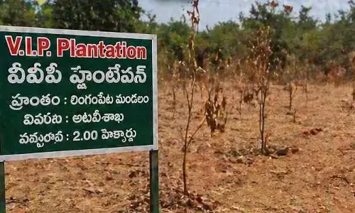 ఒక్క మొక్క దక్కలే..అటవీశాఖ అధికారుల నిర్లక్ష్యం!
