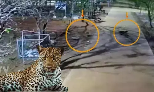 శ్రీశైలం పాలిటెక్నిక్ కళాశాలలో చిరుత పులుల హల్చల్.. సీసీ కెమెరాల్లో రికార్డైన దృశ్యాలు