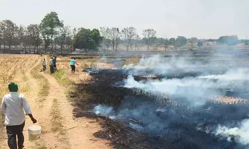 20 ఎక‌రాల్లో వ‌రిగ‌డ్డి ద‌గ్దం