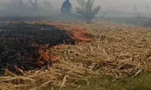 భారీగా మొక్కజొన్న పంట దగ్ధం