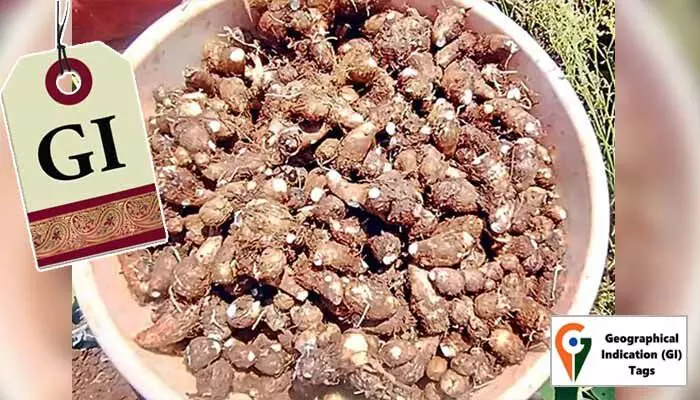 సంగారెడ్డి జిల్లా రైతాంగానికి తీపికబురు.. జీఐ ట్యాగ్ దిశగా ‘సజ్జాపూర్ చామదుంప’ సంగారెడ్డి జిల్లా రైతాంగానికి తీపికబురు.. జీఐ ట్యాగ్ దిశగా ‘సజ్జాపూర్ చామదుంప’