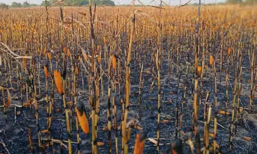 పది ఎకరాల మొక్కజొన్న పంట దగ్దం..
