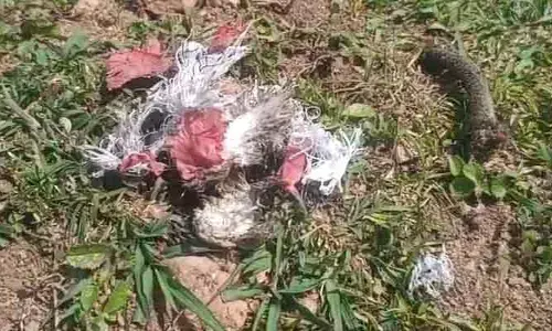 దస్తురాబాద్ మండలంలో నాటు బాంబుల కలకలం
