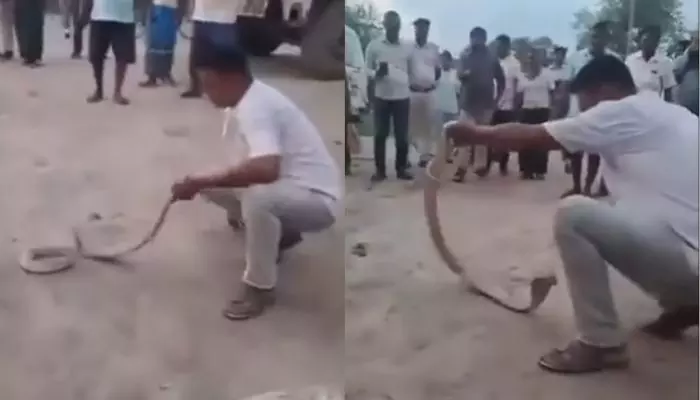 VIRAL: పాములు పట్టేవాడు పాము కాటుకే చచ్చాడు VIRAL: పాములు పట్టేవాడు పాము కాటుకే చచ్చాడు
