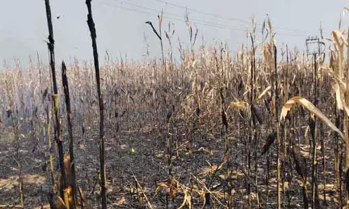 ట్రాన్స్ ఫార్మ‌ర్ నుంచి నిప్పు ర‌వ్వ‌లు ప‌డి మొక్క‌జొన్న పంట ద‌గ్దం