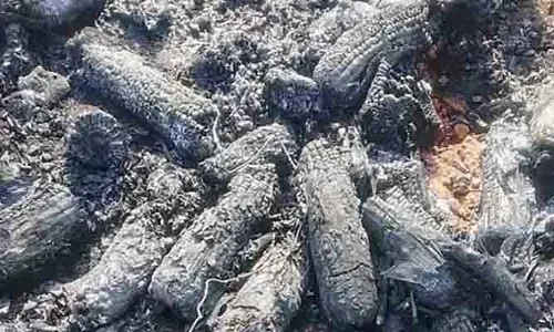 మామ‌డ‌లో కాలి బూడిదైన మొక్క‌జొన్న పంట