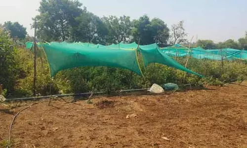 మండుతున్న భానుడు.. మాడిపోతున్న కూరగాయలు