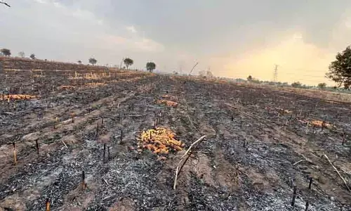 అగ్నికి ఆహుతైన మొక్కజొన్న పంట