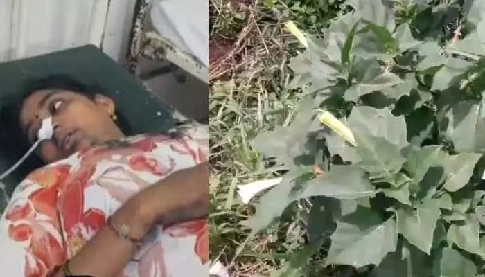 ఇన్స్టాగ్రామ్ రీల్ చూసి ‘పప్పుకూర’ ప్రయోగం.. ఒకే కుటుంబంలో నలుగురి పరిస్థితి విషమం ఇన్స్టాగ్రామ్ రీల్ చూసి ‘పప్పుకూర’ ప్రయోగం.. ఒకే కుటుంబంలో నలుగురి పరిస్థితి విషమం