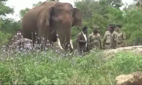 కుంకీ ఏనుగులకు ఆధార్ తరహా కార్డులు.. ఏపీ అటవీశాఖ కీలక నిర్ణయం