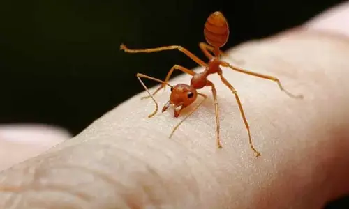 అమెరికాపై చైనా చీమల దండయాత్ర