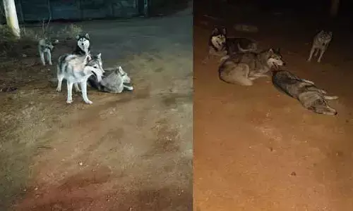 నందిగామలో హస్కీ కుక్కలను వదిలేసిన ఘటనలో నలుగురు అరెస్ట్