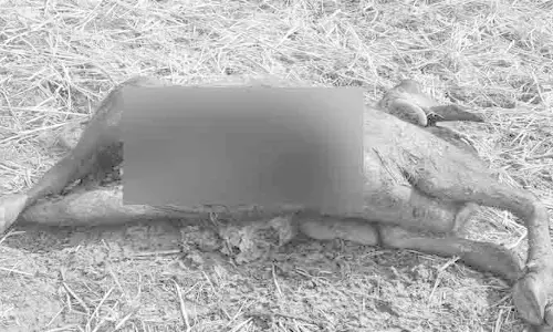 చిరుత దాడిలో పాడి దూడ మృతి