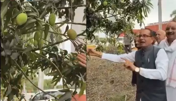 లక్నో శాస్త్రవేత్తల అద్బుత ఆవిష్కరణ.. ఒకే చెట్టుకు 234 రకాల మామిడిపండ్లు లక్నో శాస్త్రవేత్తల అద్బుత ఆవిష్కరణ.. ఒకే చెట్టుకు 234 రకాల మామిడిపండ్లు