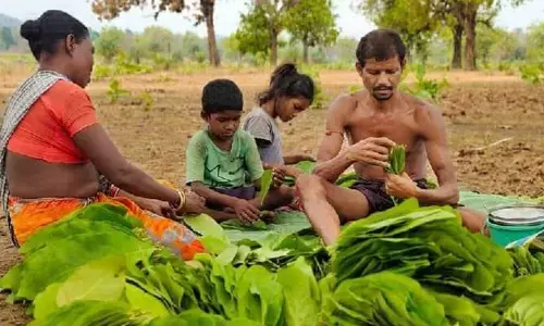 ములుగు అడవుల్లో తునికాకు సేకరణ షురూ.. కట్టకు రూ.2 చెల్లించాలని డిమాండ్