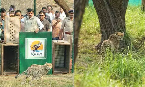 కునో అడవుల్లోకి బోట్స్వానా చీతాల ఎంట్రీ.. భారత్‌లో సంఖ్య 57కు చేరిక!