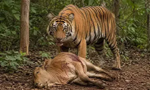 మన్యంలో మళ్లీ పులి కలకలం.. ఆవు దూడపై దాడి-గ్రామాల్లో భయాందోళన