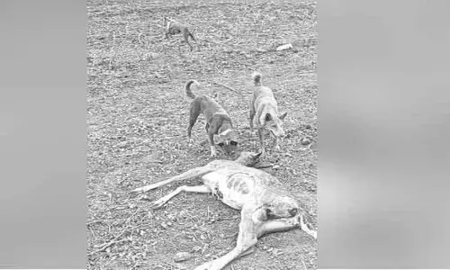 కుక్కల దాడిలో దుప్పి హతం