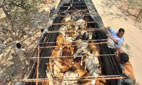 అక్రమ గోవుల తరలింపు భగ్నం