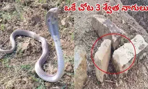 పురాత‌న శిల్పాల‌కు కాప‌లాగా 3 శ్వేత నాగులు
