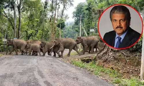 మేము అద్దెదారులం మాత్రమే.. అసలు యజమానులు వాళ్లే: ఆనంద్ మహీంద్రా ఆసక్తికర ట్వీట్