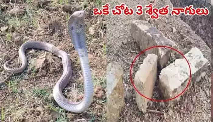 పురాతన శిల్పాలకు కాపలాగా 3 శ్వేత నాగులు పురాతన శిల్పాలకు కాపలాగా 3 శ్వేత నాగులు