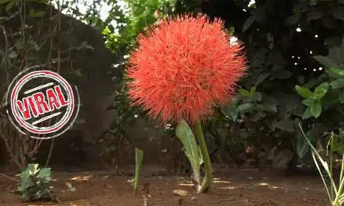 ఆకట్టుకుంటున్న ‘మే పుష్పం’.. ఏడాదికి పూసేది ఒక పువ్వు మాత్రమే!