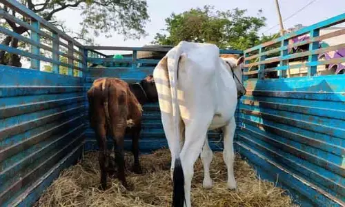 అక్రమంగా తరలిస్తున్న రెండు దూడలు స్వాధీనం.. ఐదుగురిపై కేసు నమోదు