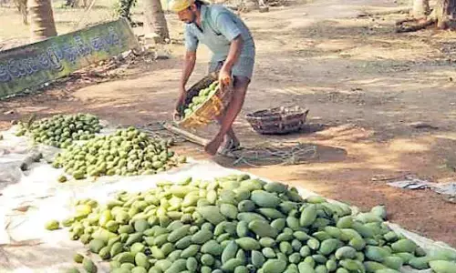 మామిడి దోపిడీ...? లబోదిబోమంటున్న రైతులు