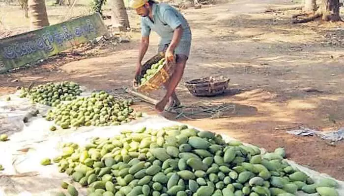 మామిడి దోపిడీ...? లబోదిబోమంటున్న రైతులు మామిడి దోపిడీ...? లబోదిబోమంటున్న రైతులు