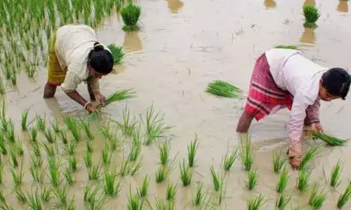 రైతులకు గుడ్ న్యూస్... ఖరీఫ్ సీజన్‌పై మంత్రి కీలక ప్రకటన