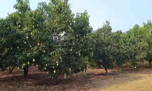 సంగారెడ్డి సెంట్రల్ జైలులో మామిడి పండ్ల వేలం