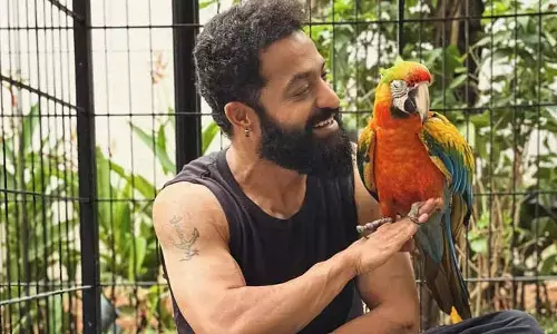 తారక్ ఇంట్లో కొత్త సందడి.. జపనీస్ పేర్లతో ఆకట్టుకున్న పెంపుడు పక్షులు