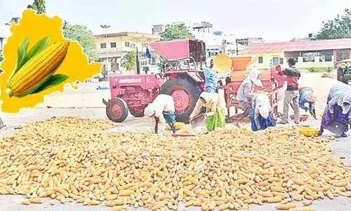 రాష్ట్రంలో 11.54 లక్షల మెట్రిక్​ టన్నుల మొక్కజొన్న కొనుగోలు