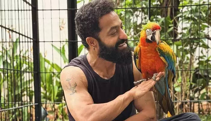 తారక్ ఇంట్లో కొత్త సందడి.. జపనీస్ పేర్లతో ఆకట్టుకున్న పెంపుడు పక్షులు తారక్ ఇంట్లో కొత్త సందడి.. జపనీస్ పేర్లతో ఆకట్టుకున్న పెంపుడు పక్షులు