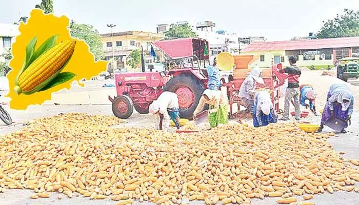 రాష్ట్రంలో 11.54 లక్షల మెట్రిక్ టన్నుల మొక్కజొన్న కొనుగోలు రాష్ట్రంలో 11.54 లక్షల మెట్రిక్ టన్నుల మొక్కజొన్న కొనుగోలు