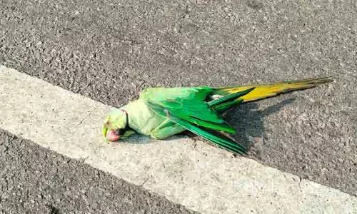 ఎండల ఉధృతికి పశుపక్షాదుల విలవిల