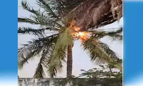 కోనాపూర్ తాండ లో కొబ్బరి చెట్టుపై పిడుగు