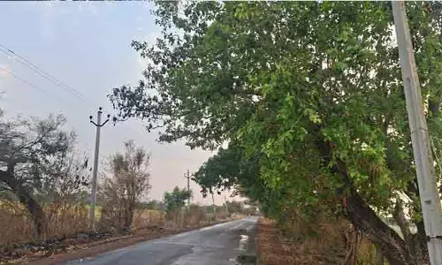 చెట్ల కొమ్మలు ప్రమాదకరం..!
