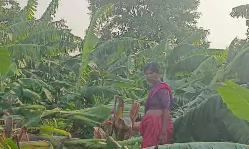 గాలివానకు నేలకొరిగిన అరటి తోట.. కన్నీరుమున్నీరవుతున్న మహిళా రైతు