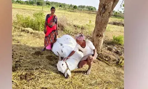 పిడుగు పాటుకు గర్భం దాల్చిన పాడి పశువు మృతి