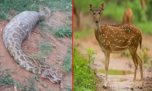 Viral: జింకను అమాంతం మింగేసిన భారీ కొండచిలువ.. వీడియో వైరల్
