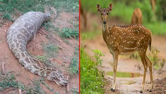 Viral: జింకను అమాంతం మింగేసిన భారీ కొండచిలువ.. వీడియో వైరల్ Viral: జింకను అమాంతం మింగేసిన భారీ కొండచిలువ.. వీడియో వైరల్