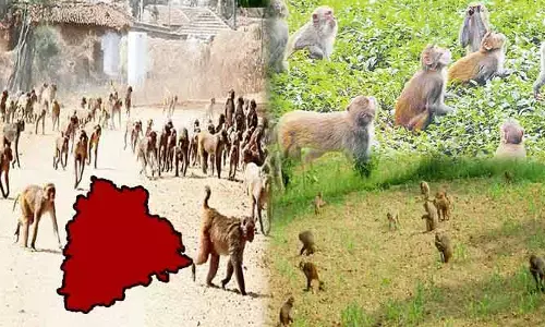 తెలంగాణ వ్యవసాయ రంగాన్ని కుదిపేస్తున్న కోతుల బెడద.. తేరుకోకుంటే విపత్తే!.. రౌండ్ టేబుల్ సమావేశంలో వక్తలు