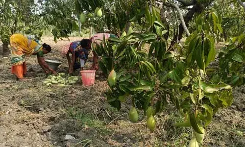 మామిడి రైతు ‘శ్రమ’ ఫలించేదెపుడు...?