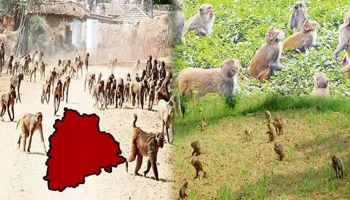 తెలంగాణ వ్యవసాయ రంగాన్ని కుదిపేస్తున్న కోతుల బెడద.. తేరుకోకుంటే విపత్తే!.. రౌండ్ టేబుల్ సమావేశంలో వక్తలు తెలంగాణ వ్యవసాయ రంగాన్ని కుదిపేస్తున్న కోతుల బెడద.. తేరుకోకుంటే విపత్తే!.. రౌండ్ టేబుల్ సమావేశంలో వక్తలు