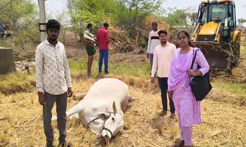 విద్యుత్ ప్రమాదంలో ఎద్దు మృతి
